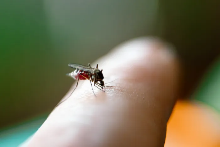 Dedetizadora de Mosquito - Rio de Janeiro // Dedetizadora RJ