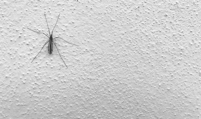 Dedetizadora de Mosquito - Rio de Janeiro // Dedetizadora RJ