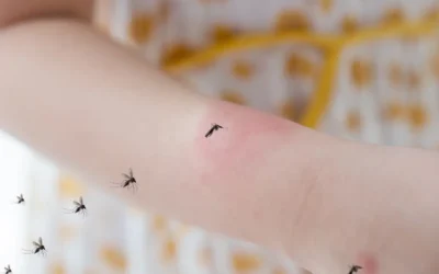 Controle de Mosquitos: tudo o que você precisa saber para se proteger contra a dengue