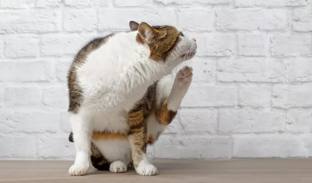 Xô, Pulgas e carrapatos. Dicas de passeio para seus pets. Xô, Pulgas e carrapatos. Dicas de passeio para seus pets.