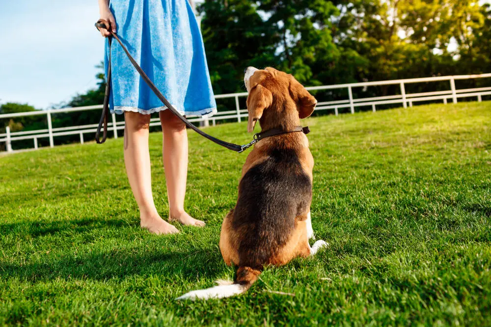 Descupinização é segura para crianças e animais de estimação? Descupinização é segura para crianças e animais de estimação?